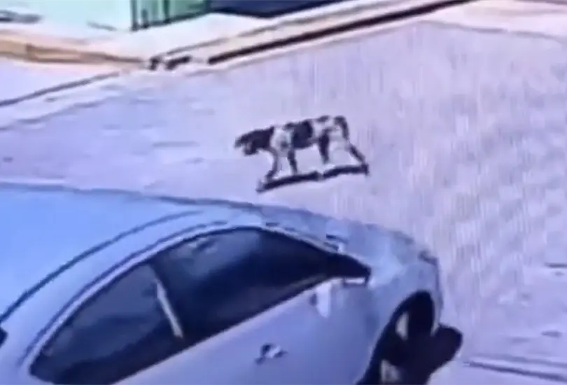 Exhiben a conductor que atropella a perrito callejero a propósito en Piaxtla, Puebla. Exhiben a conductor que atropella a perrito callejero a propósito en Piaxtla, Puebla.