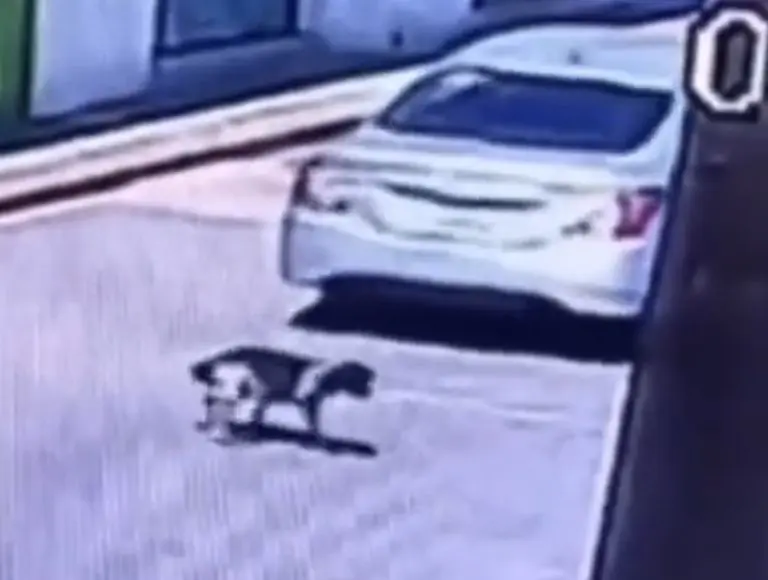 Exhiben a conductor que atropella a perrito callejero a propósito en Piaxtla, Puebla. Foto: Twitter