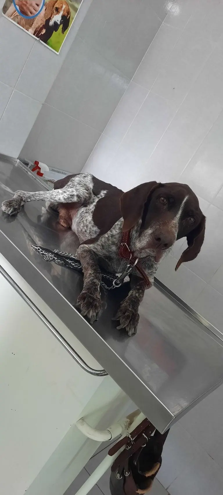 Exhiben a conductor que atropella a perrito callejero a propósito en Piaxtla, Puebla. Foto: Twitter