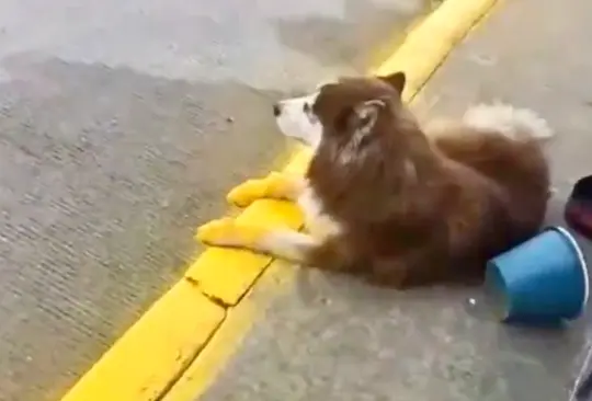 Perrito no se mueve y le pintan las patitas como la banqueta