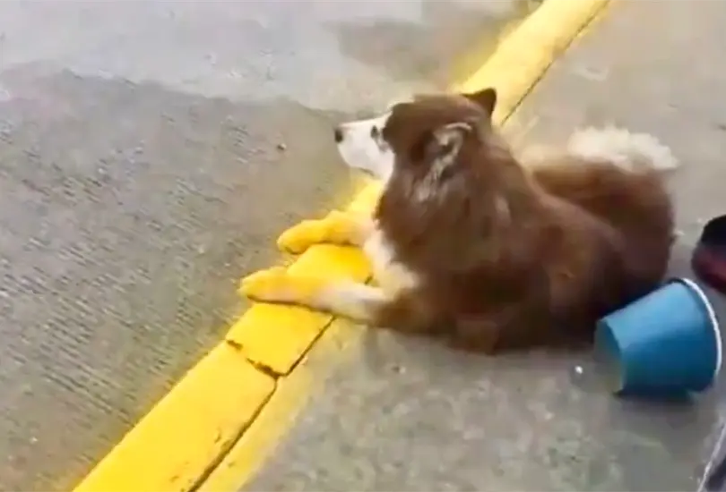 Perrito no se mueve y le pintan las patitas como la banqueta Perrito no se mueve y le pintan las patitas como la banqueta