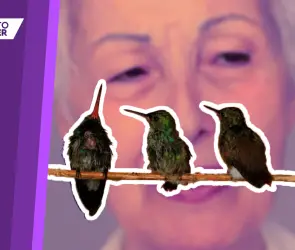 Catia Lattouf: la rehabilitadora de colibrís en CDMX