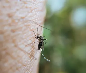 Fiebre de Oropouche: síntomas y cómo detectar la enfermedad que se expande por Latinoamérica