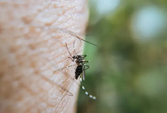 ¿Cómo detectar la fiebre de Oropouche?