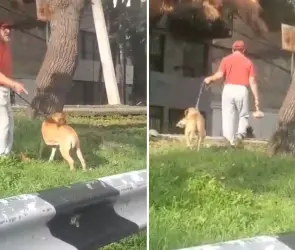 Sujeto permite que su perro ataque a gato indefenso, vecinos lo enfrentan y este los agrede