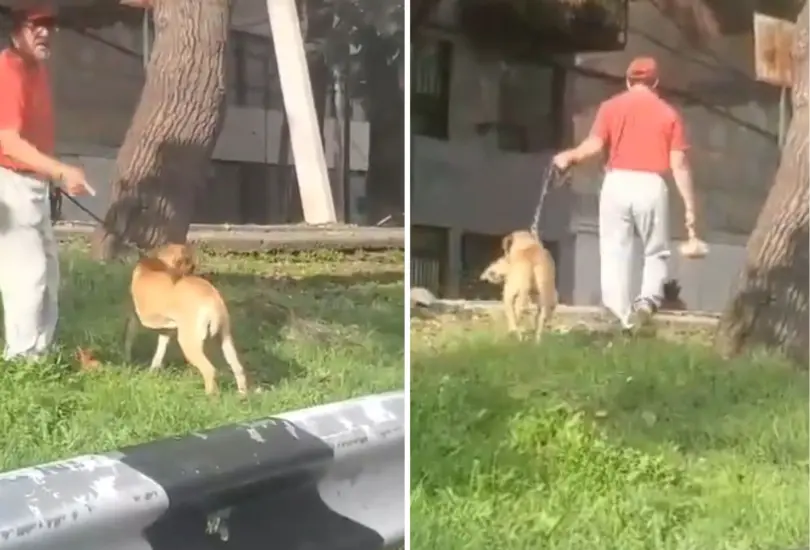 Un sujeto permiti&oacute; que su perro atacara violentamente a un gato infedenso