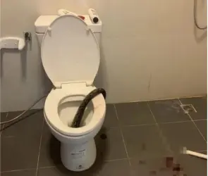 Le mordió los huev...: Hombre es atacado por una pitón mientras se encontraba sentado en el inodoro