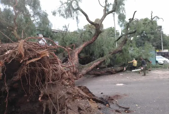 Las lluvias provocaron la caída de un árbol