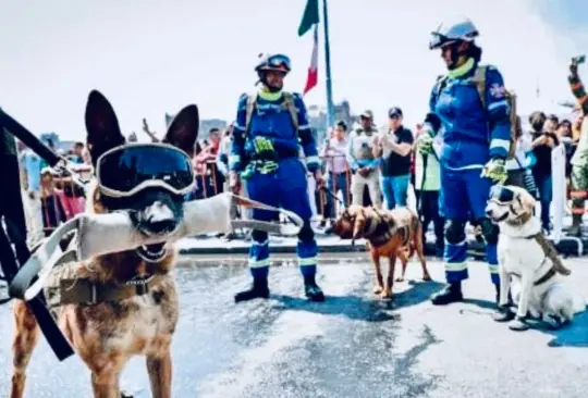 Binomios caninos: ¿qué fue de los salvadores del 19 de septiembre?