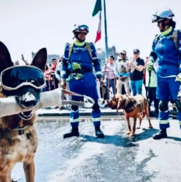 Binomios caninos: ¿qué fue de los salvadores del 19 de septiembre?