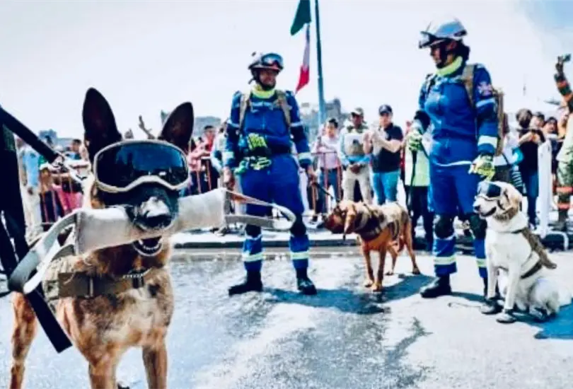 Binomios caninos: &iquest;qu&eacute; fue de los salvadores del 19 de septiembre?