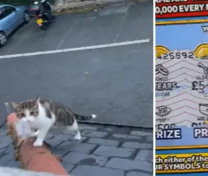 Gato se roba un boleto de lotería premiado y se lo da a su dueña