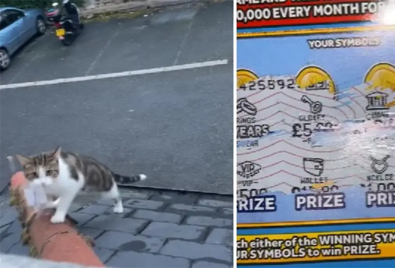 Gato lleva premio a su due&ntilde;a