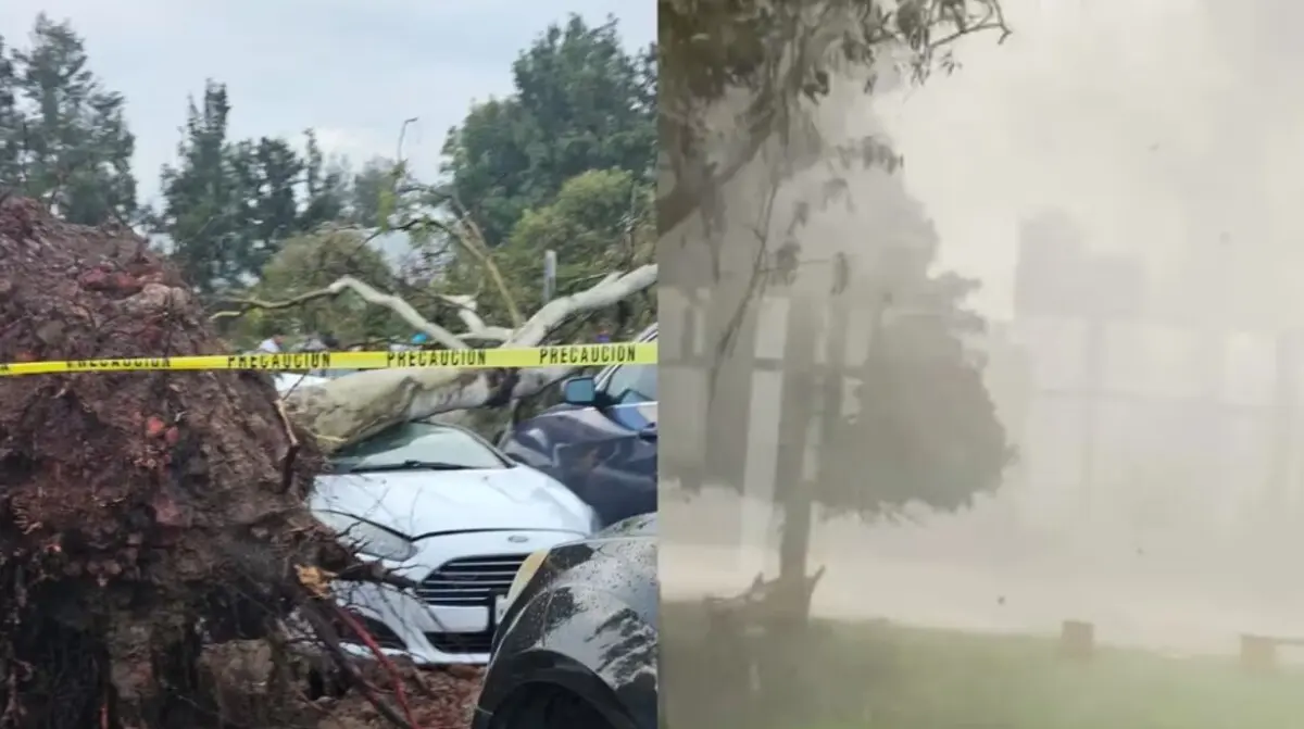  Intensas lluvias derriban 15 árboles en la CDMX. 