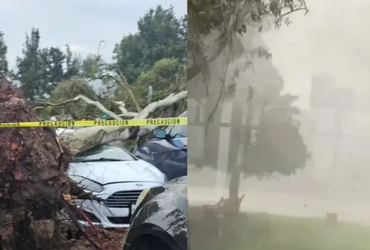 Intensas lluvias derriban 15 árboles en la CDMX.