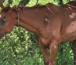 Conductor de camioneta arrastra a caballo en calles de Puerto Vallarta