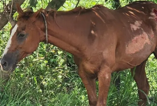 El conductor de una camioneta fue captado arrastrando a un caballo por calles de Puerto Vallarta