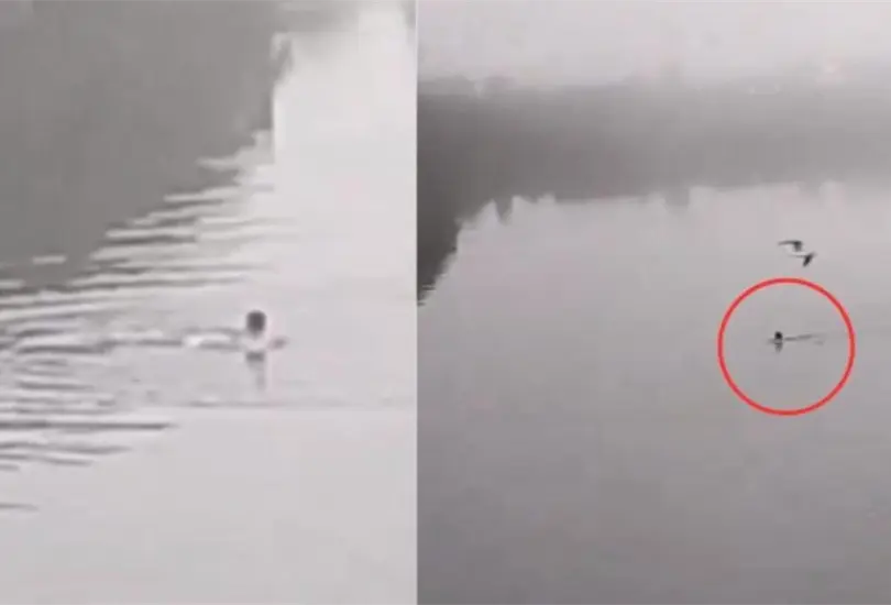 El joven logr&oacute; sobrevivir a esta haza&ntilde;a, aunque con una mordedura en el brazo 