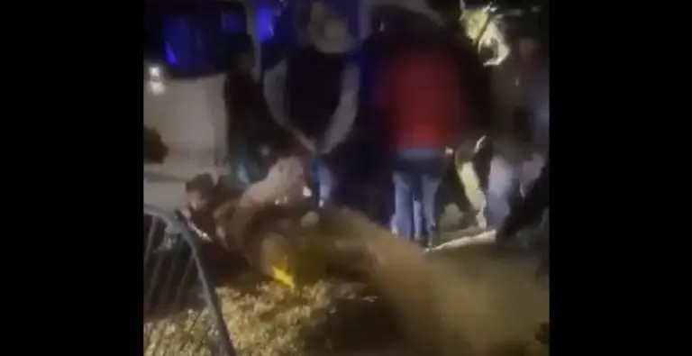 Imágenes de la nueva pelea en La Marquesa. Foto: especial.
