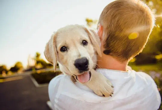 Las mascotas no solo son compañeros leales sino también importantes contribuyentes al bienestar mental y físico de las personas.