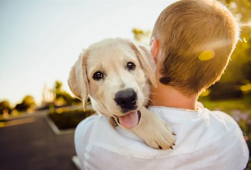 Las mascotas no solo son compa&ntilde;eros leales sino tambi&eacute;n importantes contribuyentes al bienestar mental y f&iacute;sico de las personas.
