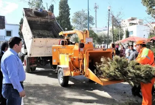 Recicla tu árbol de Navidad en CDMX: Descubre dónde intercambiarlo y contribuir al medio ambiente