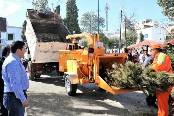 Recicla tu &aacute;rbol de Navidad en CDMX: Descubre d&oacute;nde intercambiarlo y contribuir al medio ambiente