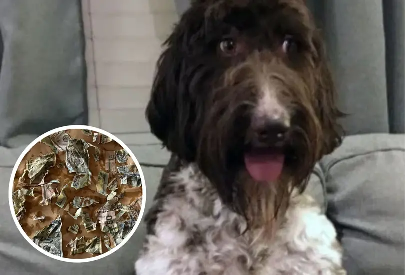 Perro destroza ahorros de sus due&ntilde;os. 