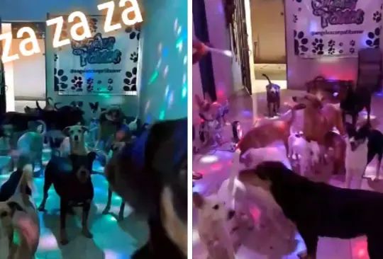 Albergue hace fiestas de perritos para TikTok