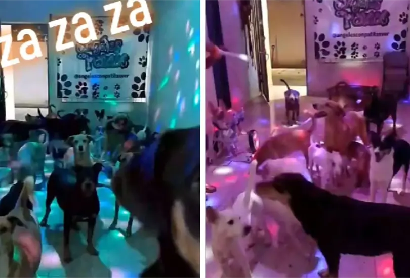 Albergue hace fiestas de perritos para TikTok