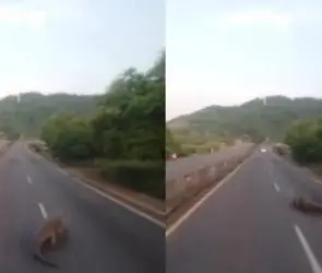 Enorme cocodrilo sorprende a un conductor en plena autopista | VIDEO