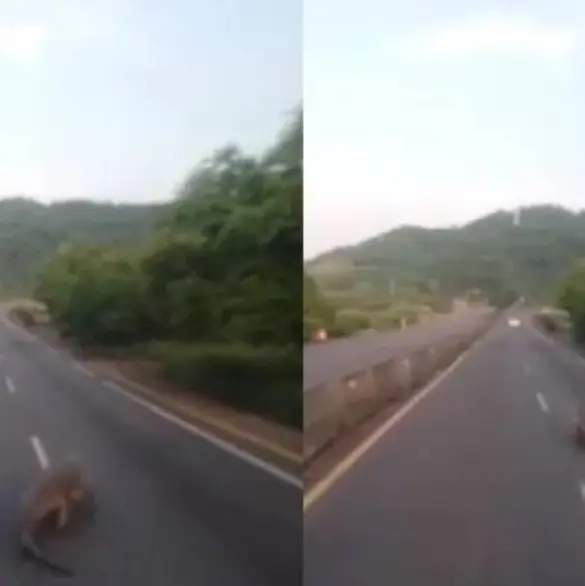 Enorme cocodrilo sorprende a un conductor en plena autopista | VIDEO