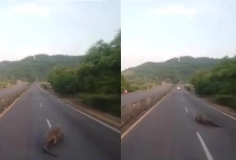As&iacute; fue el momento en que el conductor fue sorprendido por el reptil.