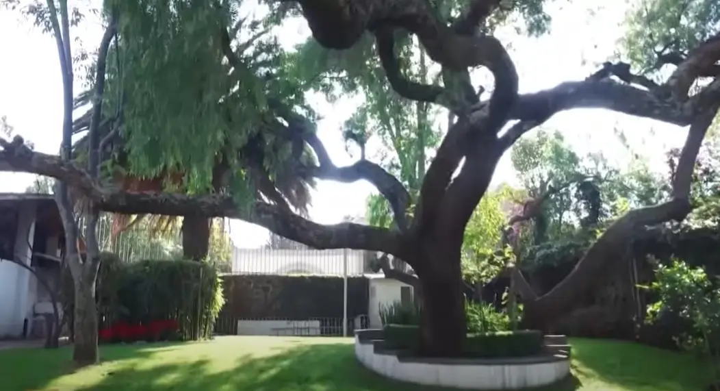 Su casa tiene un espacioso jardín con árboles frutales.