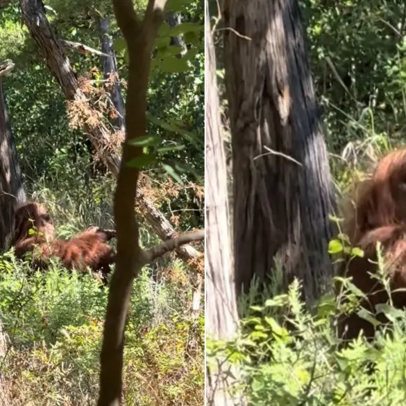 Excursionista capta a supuesto Pie Grande y video aterra a usuarios de redes