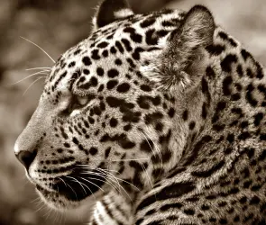 Sacrifican a jaguar en peligro de extinci&oacute;n en sierra de Atoyac
