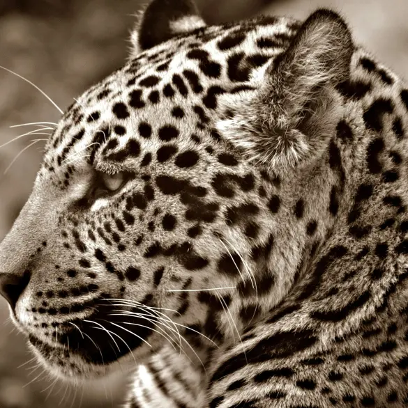 Sacrifican a jaguar en peligro de extinción en sierra de Atoyac