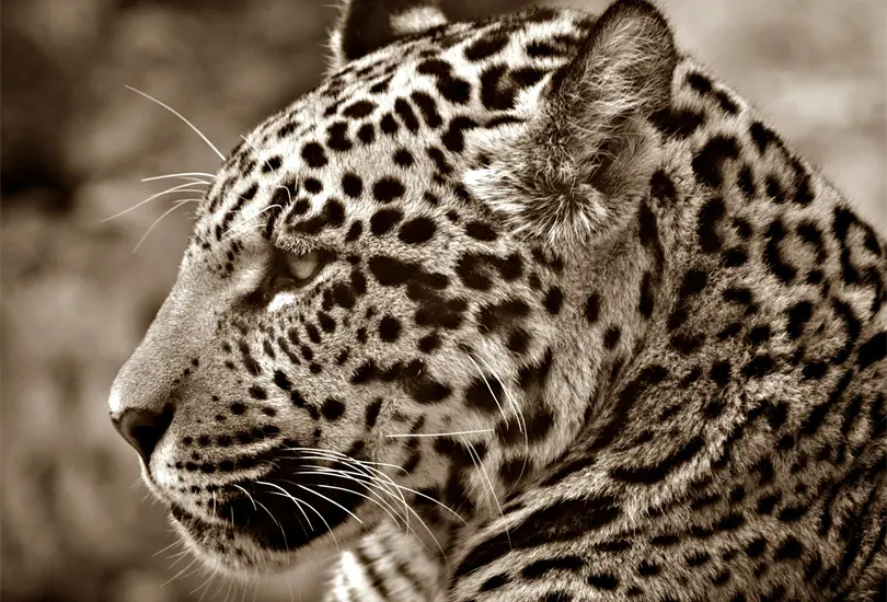 Sacrifican a jaguar en peligro de extinci&oacute;n