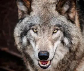 Aterrador: conductor salva a ciclista de persecución de lobos | VIDEO