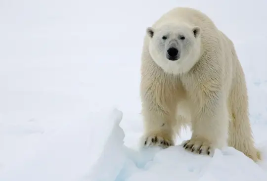 El cambio climático del que Trump reniega deja sin rumbo a los osos polares