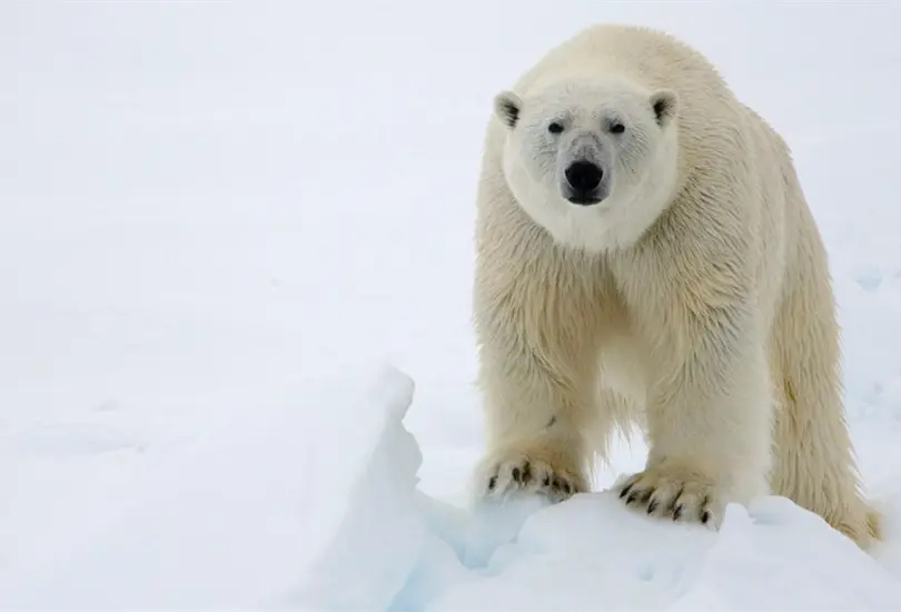 El cambio clim&aacute;tico del que Trump reniega deja sin rumbo a los osos polares