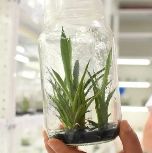 Del laboratorio al mezcal: así lograron cultivar agave in vitro