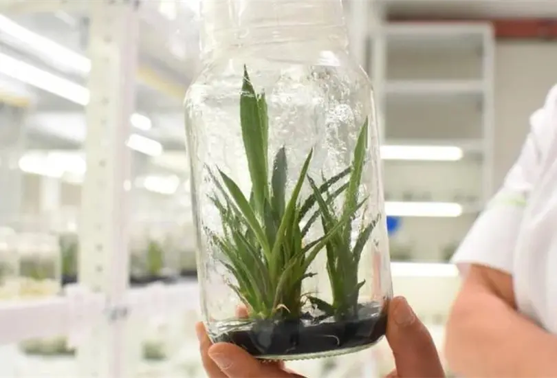 El laboratorio es una buena oportunidad para que el agave crezca r&aacute;pido