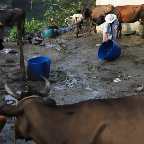 México refuerza medidas para proteger la ganadería del gusano barrenador 