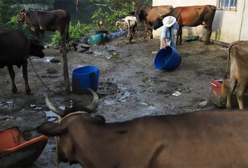 Las acciones de control y prevenci&oacute;n se encuentran en pleno funcionamiento con eficacia demostrada, lo que permite proteger al ganado mexicano.