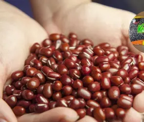 Extranjero se vuelve viral por su reacción al encontrar una piedra en sus frijoles negros
