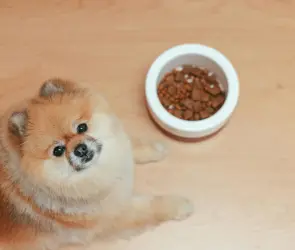 Despiden a maestra por dar comida para perro a sus alumnos