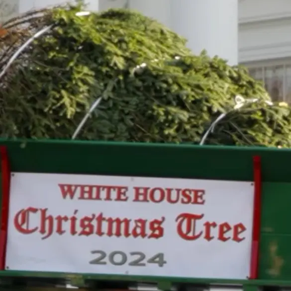 Árbol de Navidad de La Casa Blanca, sobrevive a un huracán