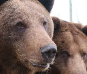 ¿Por qué hay tantos osos en Monterrey?
