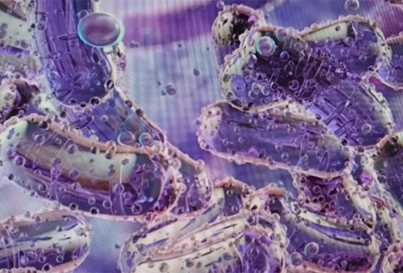 Este brote est&aacute; preliminarmente vinculado con soluciones intravenosas de nutrici&oacute;n parenteral o con los insumos utilizados para su aplicaci&oacute;n